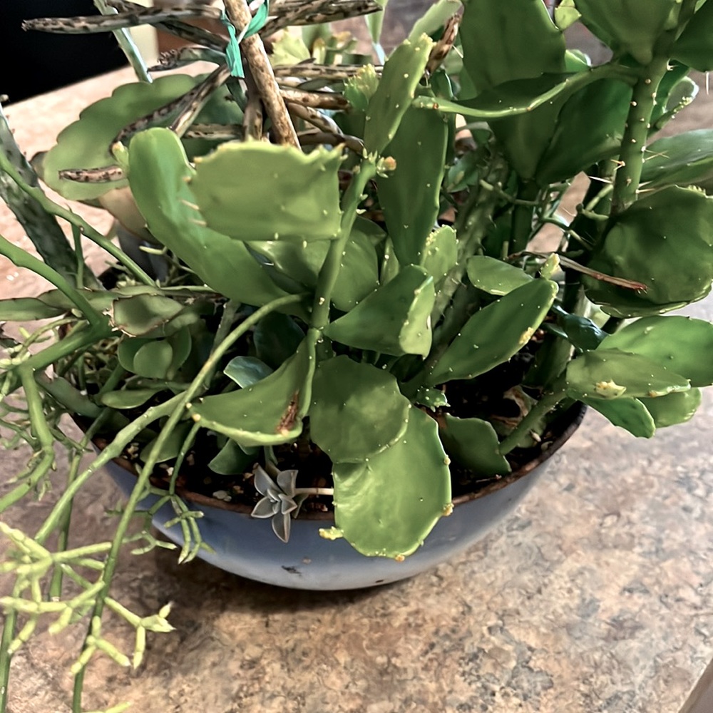 Drooping prickly pear cactus